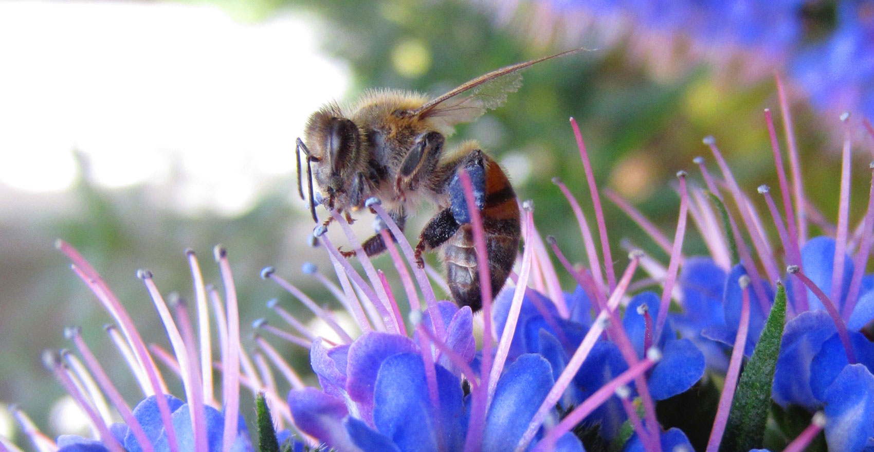 We can all make positive changes to help our pollinators!  