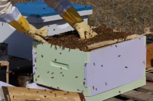 Beekeeping