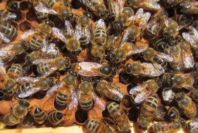 Bees are well organized