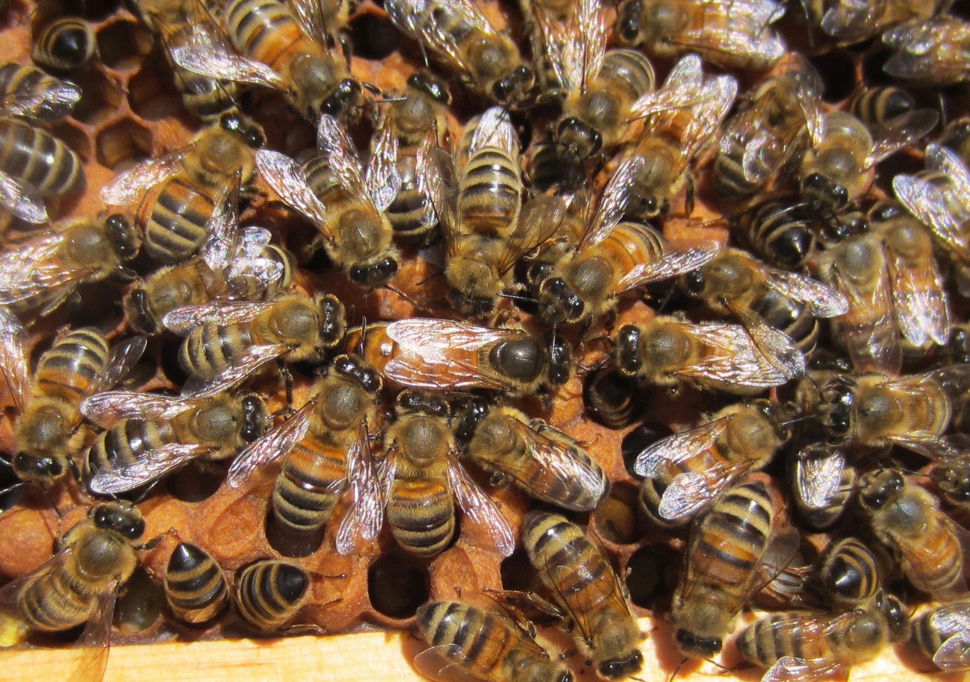 Bees are well organized